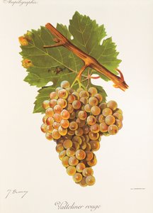 Winogrona Valteliner Rouge J.Troncy autorstwa Jules Troncy