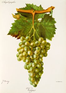 Winogrona Verjus J.Troncy autorstwa Jules Troncy