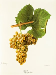 Winogrona Viognier J.Troncy