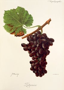 Winogrona Zitania J.Troncy autorstwa Jules Troncy