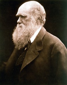 Karol Darwin, brytyjski przyrodnik, ok. 1870 r. autorstwa Julia Margaret Cameron