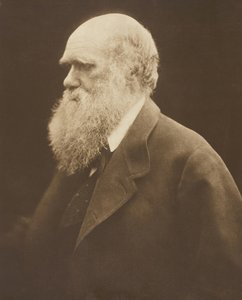 Karol Darwin, ok. 1868, druk 1875. autorstwa Julia Margaret Cameron
