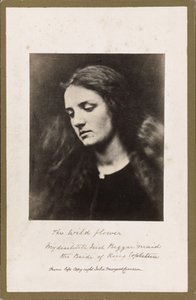 Dziki kwiat autorstwa Julia Margaret Cameron