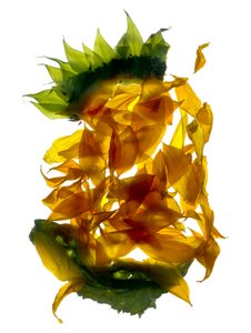 Chiquita Sunflower (fotogram cyfrowy, oryginalny druk cyfrowy)