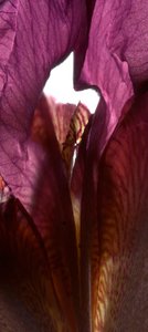 Iris Shrine Purple, 2011, (fotogram cyfrowy, oryginalny druk cyfrowy)