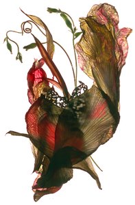 Morning Glory Canna Heart, 2012, (fotogram cyfrowy)
