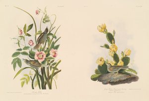 Dziwonia nadmorska; i Grafs Finch lub Bay-Winged Bunting autorstwa Julius Bien after John James Audubon