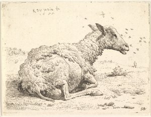 Częściowo strzyżone owce leżące w trawie z owadami unoszącymi się wokół głowy, 1655.