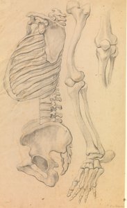 Kręgosłup z klatką piersiową i miednicą, profil w lewo; także kości lewej nogi od biodra do czubka palca i detal kolana. (1662?).