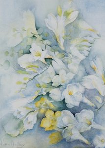 Frezja Eldus, Giant White autorstwa Karen Armitage