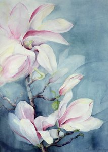 Magnolia Soulangeana (pionowa)