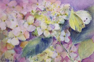 Blady zachmurzony żółty motyl, colias hyale na hortensji autorstwa Karen Armitage
