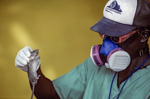 Technik laboratoryjny trzymający szczura Lassa i noszący maskę, aby zapobiec zarażeniu się gorączką Lassa.