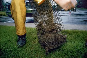 Szczepienie przeciwko wściekliźnie, 2005 (zdjęcie)