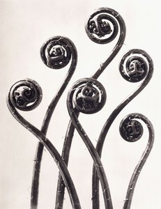 Adiantum Pedatum - amerykański miłorząb paproci, młode zwinięte liście powiększone osiem razy