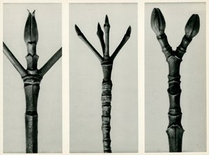 Cornus Nuttallii, 1929 (fotograwiura) autorstwa Karl Blossfeldt