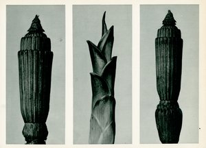 Gorączka skrzypu, 1929 (fotograwiura)