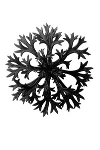 Oryginalne formy sztuki autorstwa Karl Blossfeldt