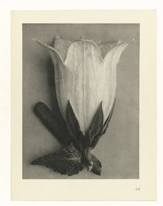Badania roślin Archetypy sztuki: fotograficzne wizerunki roślin (tytuł serii) autorstwa Karl Blossfeldt