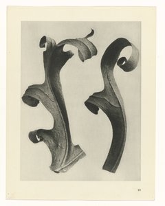 Badania roślin Archetypy sztuki: fotograficzne wizerunki roślin (tytuł serii) autorstwa Karl Blossfeldt
