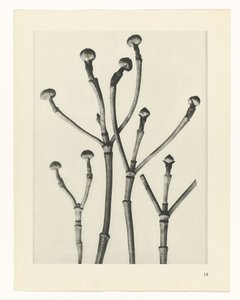 Badania roślin Archetypy sztuki: fotograficzne wizerunki roślin (tytuł serii) autorstwa Karl Blossfeldt