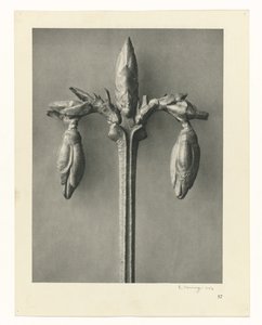 Badania roślin Archetypy sztuki: fotograficzne wizerunki roślin (tytuł serii) autorstwa Karl Blossfeldt