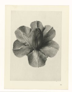 Badania roślin Archetypy sztuki: fotograficzne wizerunki roślin (tytuł serii) autorstwa Karl Blossfeldt