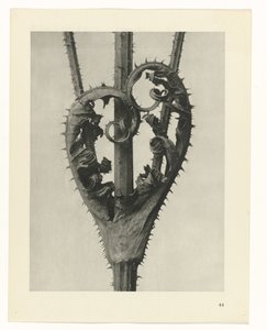 Badania roślin Archetypy sztuki: fotograficzne wizerunki roślin (tytuł serii) autorstwa Karl Blossfeldt