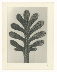Badania roślin Archetypy sztuki: fotograficzne wizerunki roślin (tytuł serii) autorstwa Karl Blossfeldt