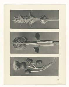 zaplanuj naukę Archetypy sztuki (tytuł serii) autorstwa Karl Blossfeldt