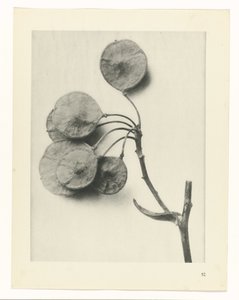 zaplanuj naukę Archetypy sztuki (tytuł serii) autorstwa Karl Blossfeldt