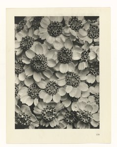 zaplanuj naukę Archetypy sztuki (tytuł serii) autorstwa Karl Blossfeldt