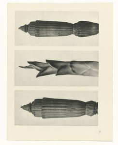 zaplanuj naukę Archetypy sztuki (tytuł serii) autorstwa Karl Blossfeldt