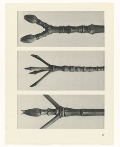 zaplanuj naukę Archetypy sztuki (tytuł serii) autorstwa Karl Blossfeldt
