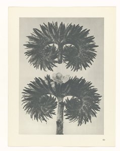 zaplanuj naukę Archetypy sztuki (tytuł serii) autorstwa Karl Blossfeldt