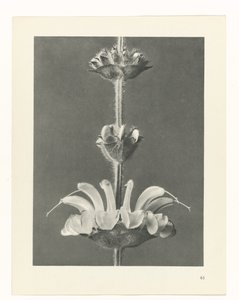 zaplanuj naukę Archetypy sztuki (tytuł serii) autorstwa Karl Blossfeldt