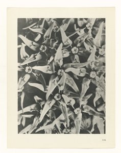 zaplanuj naukę Archetypy sztuki (tytuł serii) autorstwa Karl Blossfeldt