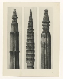 zaplanuj naukę Archetypy sztuki (tytuł serii) autorstwa Karl Blossfeldt