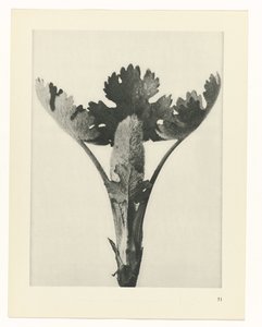 zaplanuj naukę Archetypy sztuki (tytuł serii) autorstwa Karl Blossfeldt
