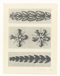 zaplanuj naukę Archetypy sztuki (tytuł serii) autorstwa Karl Blossfeldt