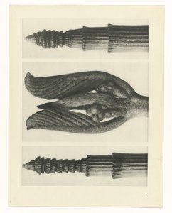 zaplanuj naukę Archetypy sztuki (tytuł serii) autorstwa Karl Blossfeldt