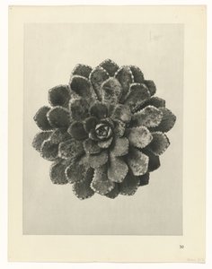 zaplanuj naukę Archetypy sztuki (tytuł serii) autorstwa Karl Blossfeldt