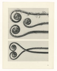 zaplanuj naukę Archetypy sztuki (tytuł serii) autorstwa Karl Blossfeldt
