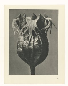 zaplanuj naukę Archetypy sztuki (tytuł serii) autorstwa Karl Blossfeldt