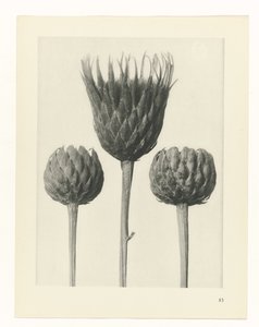 zaplanuj naukę Archetypy sztuki (tytuł serii) autorstwa Karl Blossfeldt
