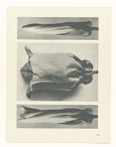 zaplanuj naukę Archetypy sztuki (tytuł serii) autorstwa Karl Blossfeldt
