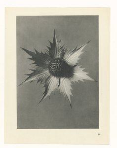 zaplanuj naukę Archetypy sztuki (tytuł serii) autorstwa Karl Blossfeldt