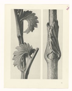 zaplanuj naukę Archetypy sztuki (tytuł serii) autorstwa Karl Blossfeldt
