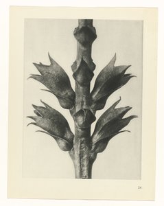 zaplanuj naukę Archetypy sztuki (tytuł serii) autorstwa Karl Blossfeldt