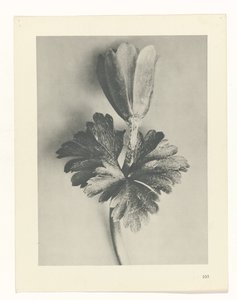 zaplanuj naukę Archetypy sztuki (tytuł serii) autorstwa Karl Blossfeldt